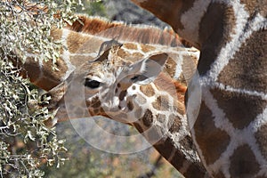 Giraffe calf griaffa camelopardalis in the Kgalagadi Transfrontier National Park