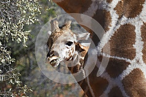 Giraffe calf griaffa camelopardalis in the Kgalagadi Transfrontier National Park
