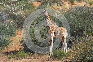 Giraffe calf griaffa camelopardalis in the Kgalagadi Transfrontier National Park