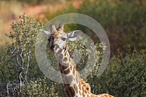 Giraffe calf griaffa camelopardalis in the Kgalagadi Transfrontier National Park