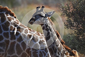 Giraffe calf griaffa camelopardalis in the Kgalagadi Transfrontier National Park