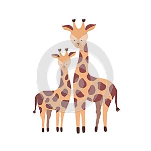 Giraffe with calf isolated on white background. Family of cute wild African savannah herbivorous animals. Parent with