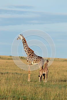 Giraffe mom and her baby in the african savannah.