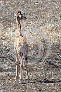 Giraffe calf in Kruger National Park in South Africa