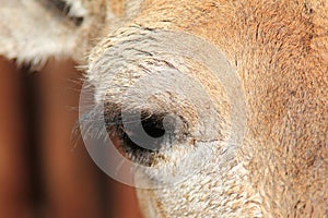Giraffe Calf - Looking into the eye of African wildlife