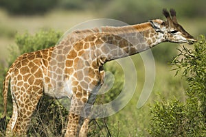 Giraffe Calf