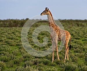 Giraffe calf on savanna