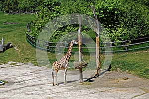 Giraffe calf standing near the tree stump