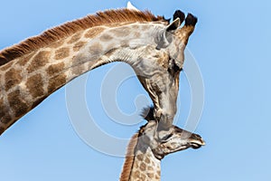 Giraffe Calf Touch Affections Wildlife