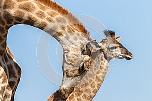 Giraffe Calf Touch Affections Wildlife