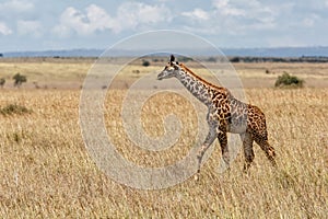 Giraffe calf walking on the plains of the Masai Mara