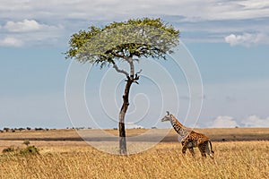 Giraffe calf walking on the plains of the Masai Mara