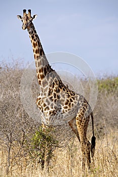 Giraffe camelopardalis photo