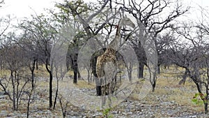 Giraffe camelopardalis in Etosha, Africa safari wildlife