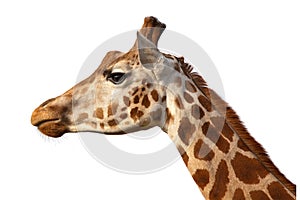 Giraffe Camelopardalis Head Shot Profile Close Up photo