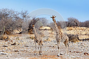 Giraffe camelopardalis near waterhole, Namibia