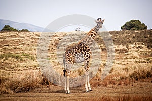 Giraffe Camelopardalis in Ngorongoro