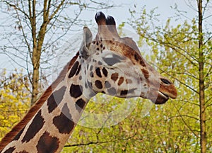 Giraffe camelopardalis - young giraffe