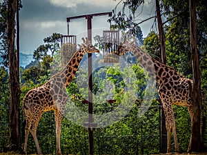 Giraffe in captivity