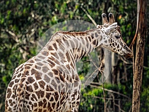 Giraffe in captivity