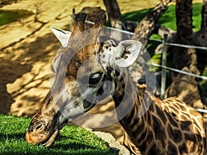 Giraffe in captivity