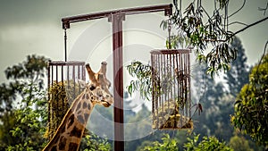 Giraffe in captivity