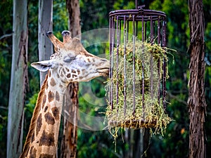 Giraffe in captivity