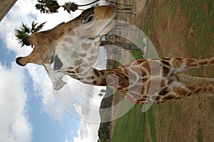 Giraffe at caravan