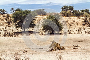 Giraffe carcasse in dryland Nossob riverbed