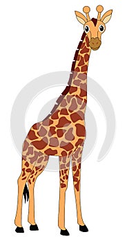 Giraffe photo