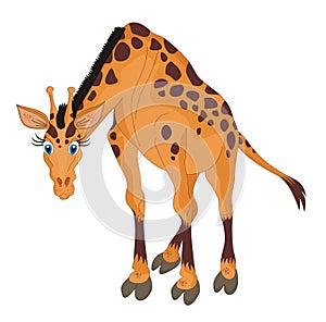 Giraffe cartoon vector illustration