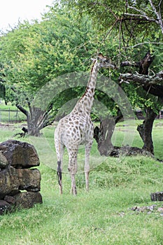 Giraffe in Casela Nature Park, Mauritius