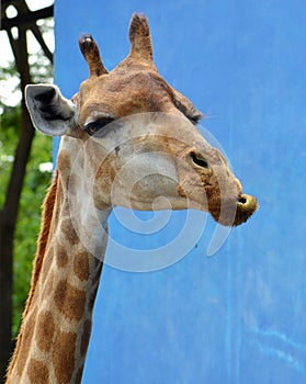 A Giraffe chewing food in zoo