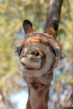 Giraffe chewing its cud in the Serengeti in Africa