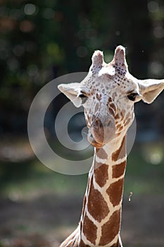 Giraffe chewing on straw in close up view with sunshine and negative space for copy