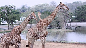 The giraffe chews the food. Curious giraffe in zoo. Close up
