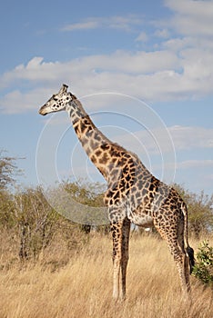 Giraffe chilling in the savannah sun, in Kenya, Africa