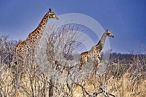 Giraffe, Chobe National Park, Botswana