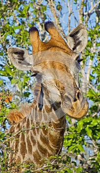 Giraffe, Chobe National Park, Botswana