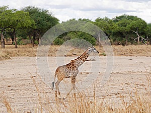 Giraffe close-u on Tarangiri safari - Ngorongoro