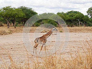 Giraffe close-u on Tarangiri safari - Ngorongoro