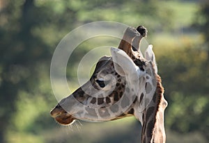 Giraffe close up