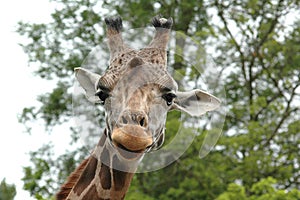 Giraffe close up