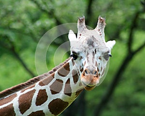 Giraffe close-up