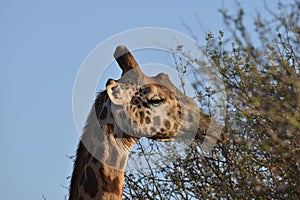Giraffe close up