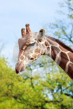 Giraffe close up