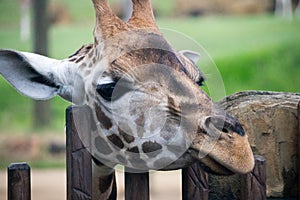 Giraffe Close Up