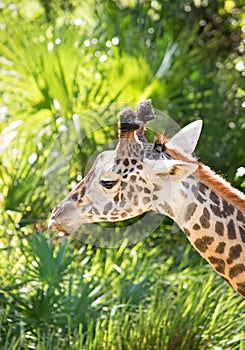 Giraffe Close up