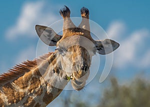 Giraffe Close Up chewing branch