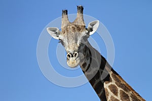 Giraffe close-up